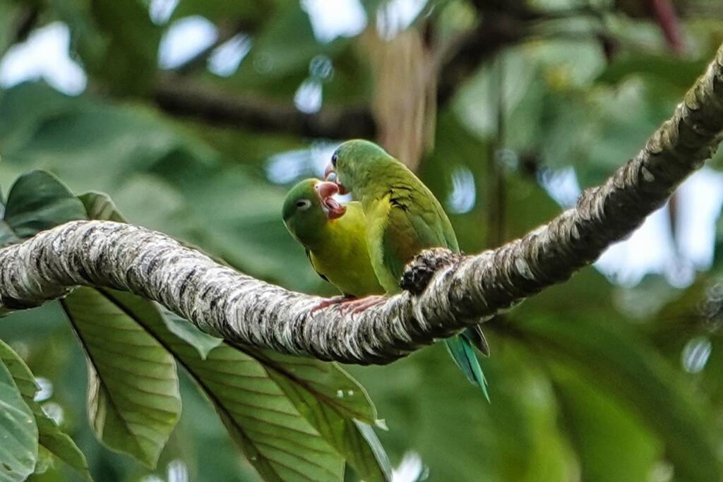 Into The Greens Madre de Dios ภายนอก รูปภาพ