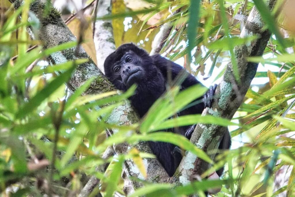 Into The Greens Madre de Dios ภายนอก รูปภาพ