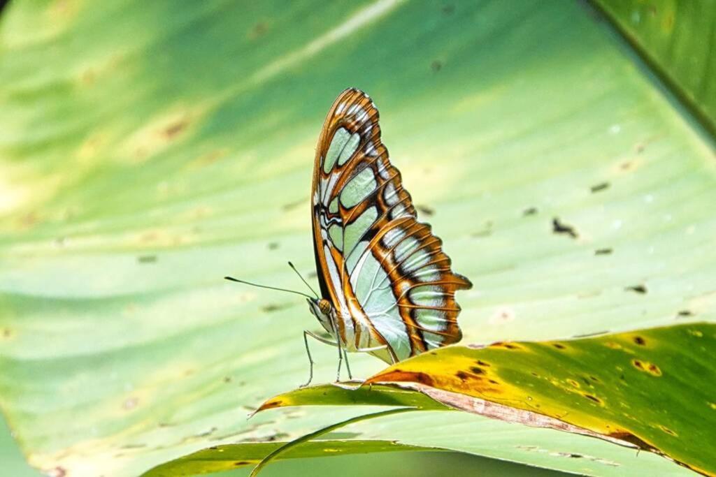 Into The Greens Madre de Dios ภายนอก รูปภาพ