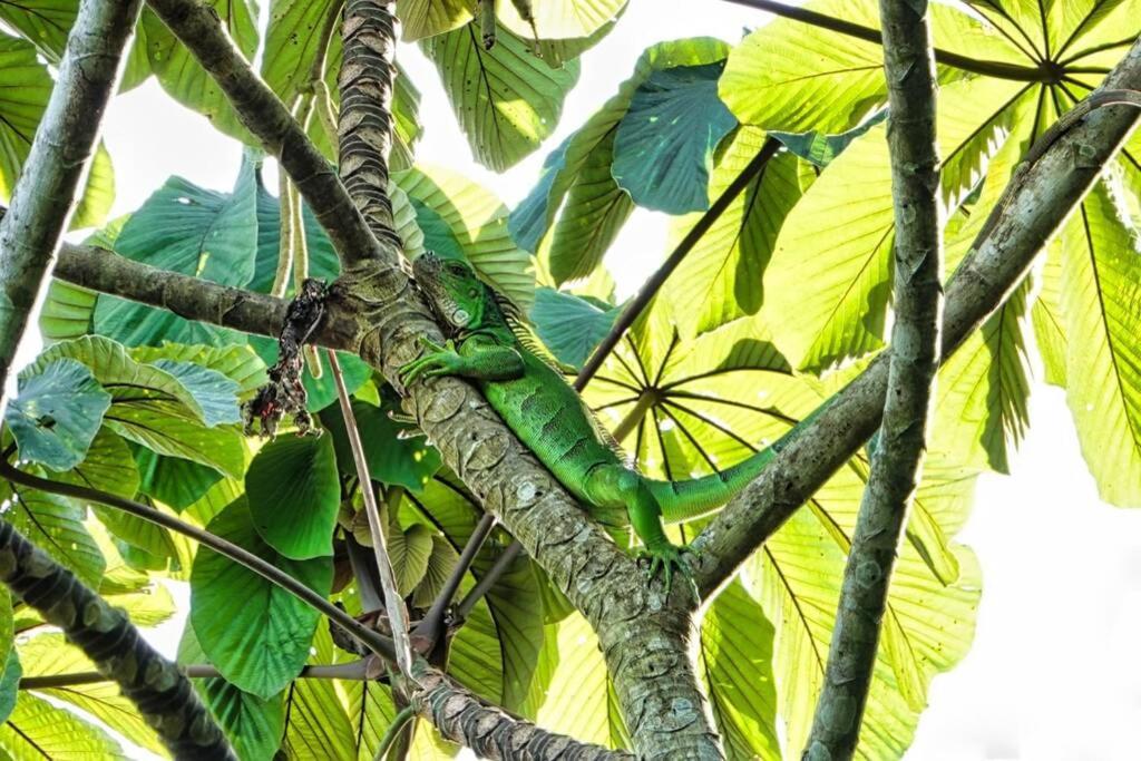 Into The Greens Madre de Dios ภายนอก รูปภาพ
