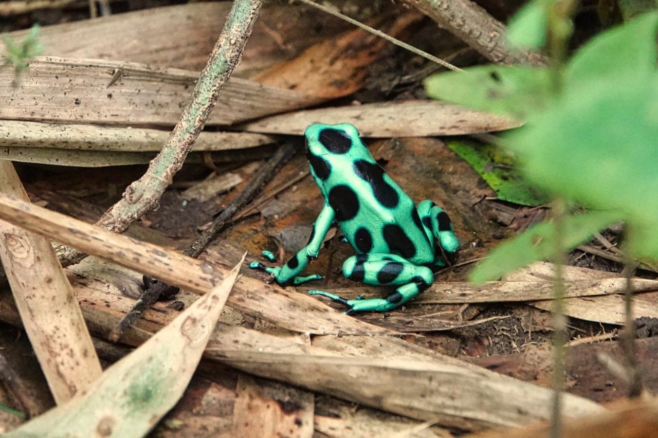 Into The Greens Madre de Dios ภายนอก รูปภาพ